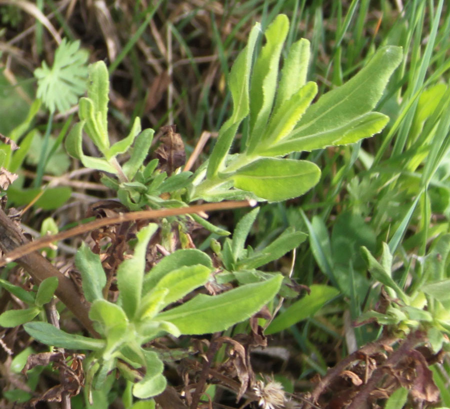 Dittrichia viscosa